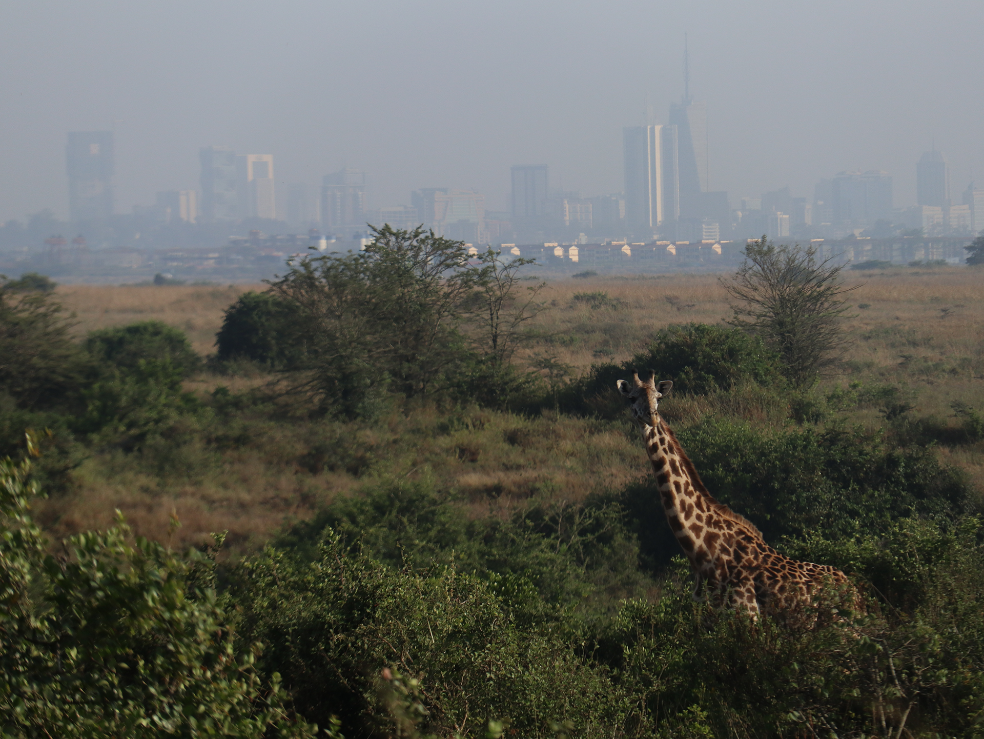 https://www.aap.cornell.edu/Giraffe%20walking%20through%20a%20forested%20area%20with%20an%20urban%20skyline%20at%20back