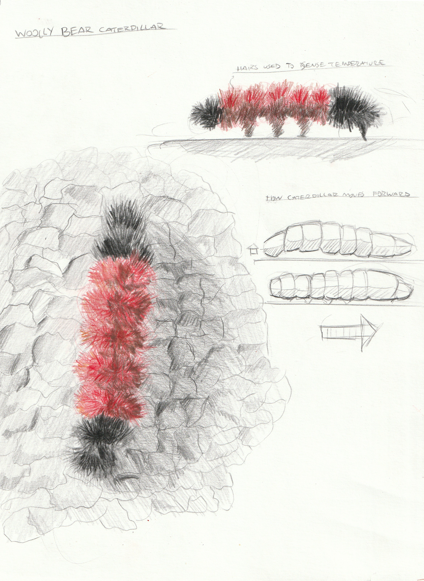 https://www.aap.cornell.edu/colored%20pencil%20sketch%20of%20woolly%20caterpillar