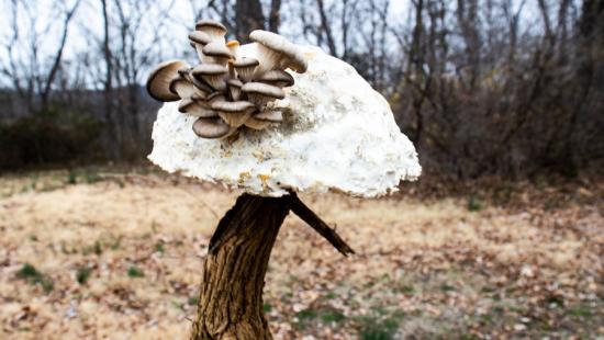 Brain Medusozoan (2023) by Giselle Hobbs