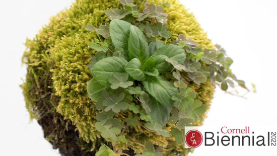 Giselle Hobbs: Anti Biome