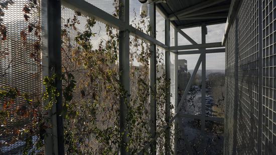 An ivy-covered metal grill and building facade.