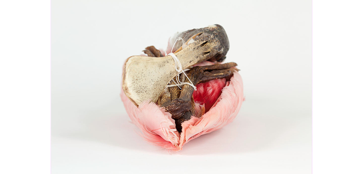 A deceased bird with light pink feathers, bound together with twine on a white background.