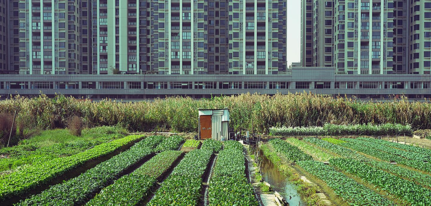 Urban farmland with lush green crops growing in front of tall apartment buildings.