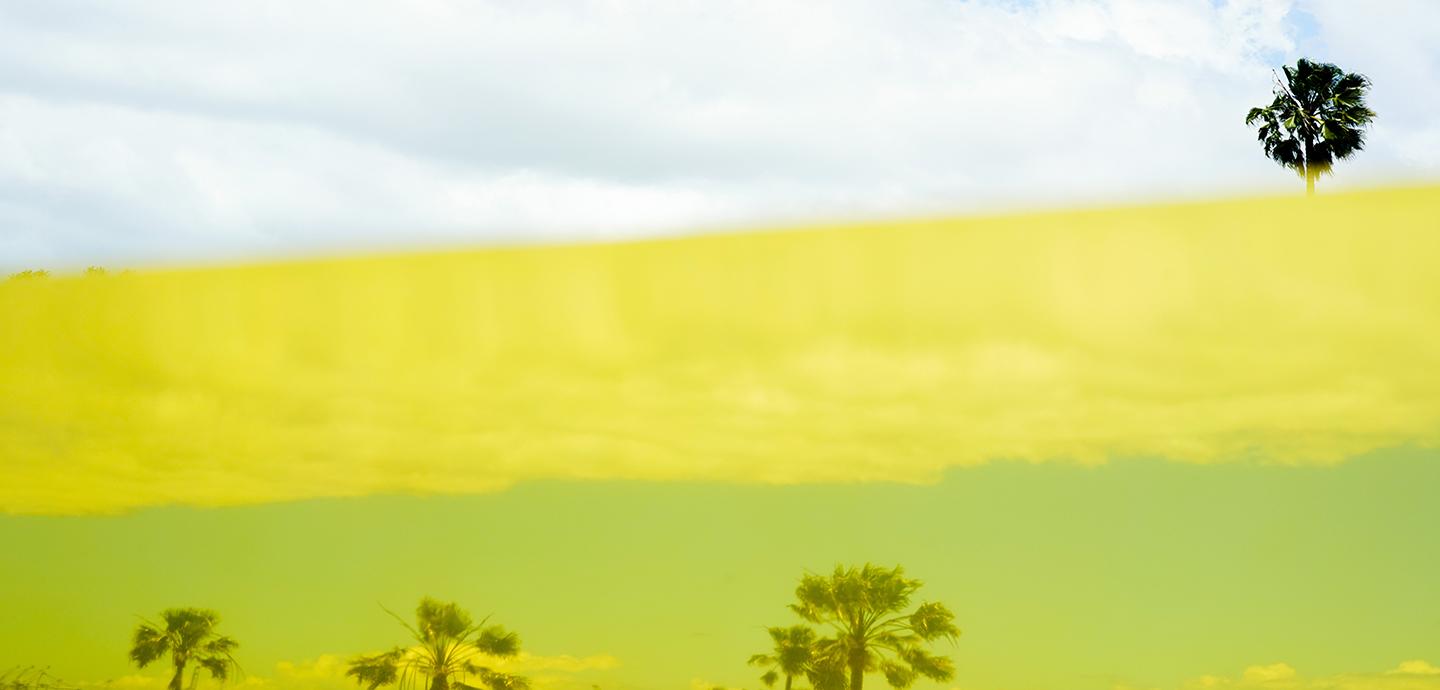 A sea of yellow-green, with a lone tree on the horizon, set against a sky with puffy white clouds.