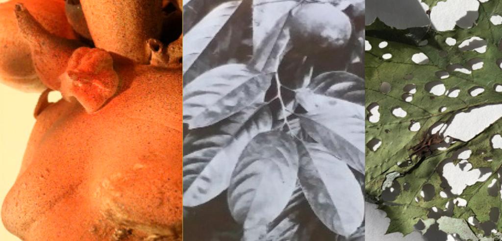 Three images of different parts of nature including roots, black and white leaves, and a hole filled leaf.