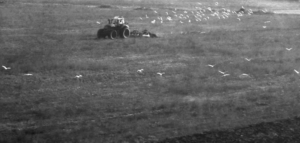 Black and white photograph of a tractor dragging farming equipment across a field, with many white birds flying around the tractor and over the field. 