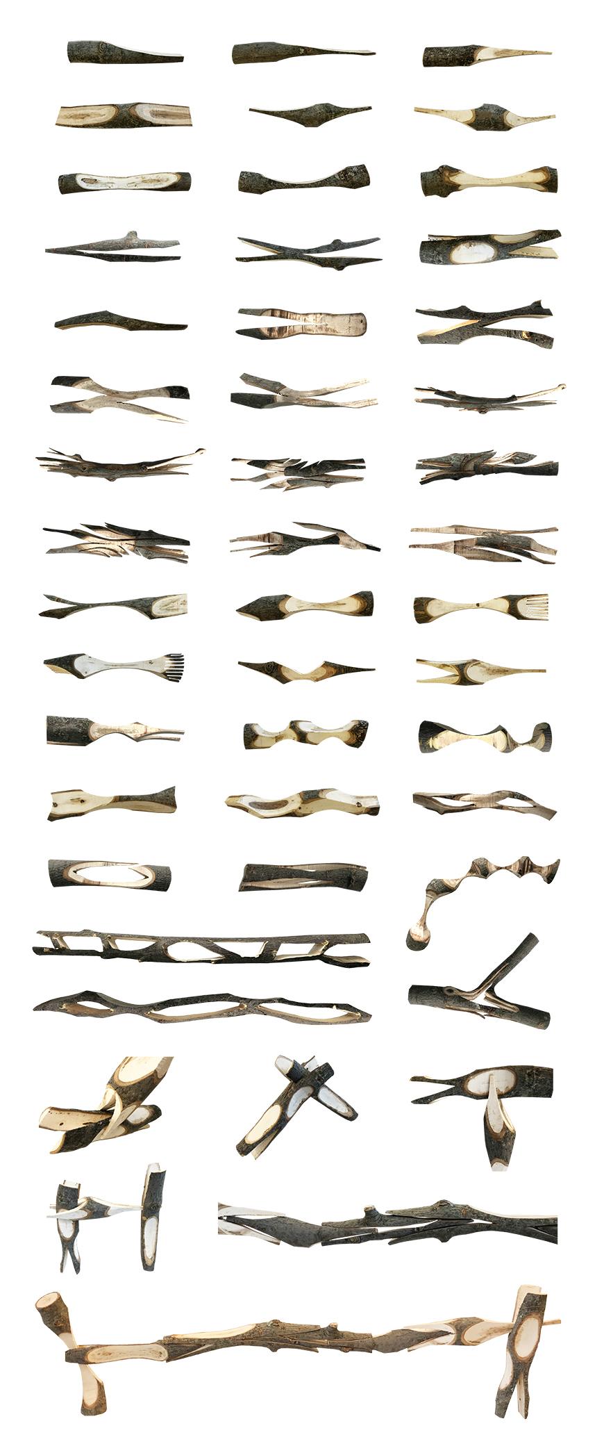 log cut taxonomy photograph